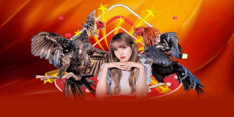 Đá Gà Tại MMWIN – Nơi Quy Tụ Những Sự Kiện Chọi Gà Đỉnh Cao  